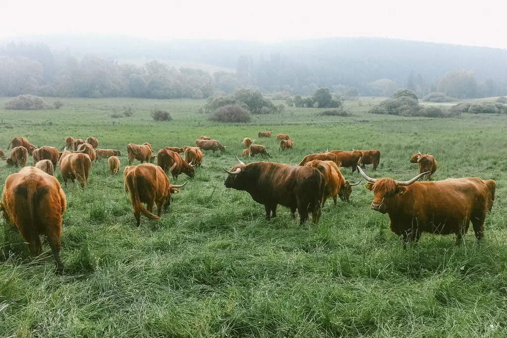 Sabah sisinde geniş bir merada otlayan kahverengi sığır sürüsü